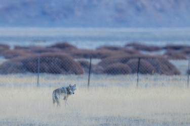 996A1241 Grey Wolves Hanle Ladakh India