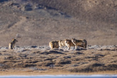996A1350 Grey Wolves Hanle Ladakh India