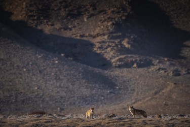 996A1376 Grey Wolves Hanle Ladakh India