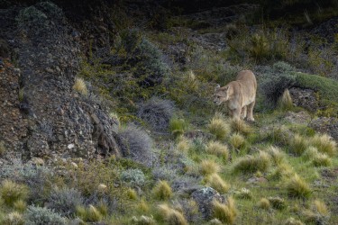 996A0144 Puma Sol Torres del Paine Patagonia Chile