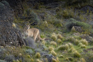996A0147 Puma Sol Torres del Paine Patagonia Chile
