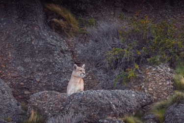 996A0172 Puma Sol Torres del Paine Patagonia Chile