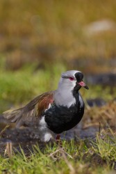 996A7213 Southern Lapwing Patagonia Chile