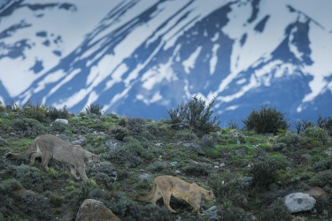 996A9151 Pumas Dania Paine Torres del Paine Chile