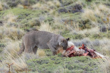 996A9331 Puma male Torres del Paine Chile
