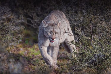 996A9628 Puma male Torres del Paine Chile