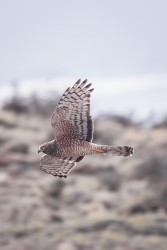 996A7872 Cinereous Harrier Torres del Paine Patagonia Chile