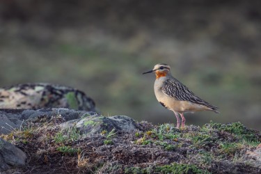 BS2A6446 Tawny throated Dotterel Patagonia Chile