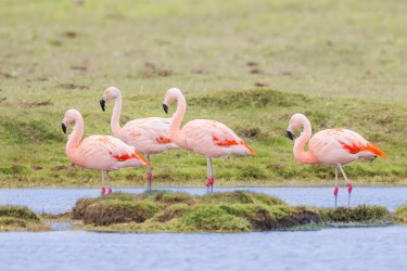 996A7677 Chilean Flamingo Seno skyring Tierra Fuego Chile