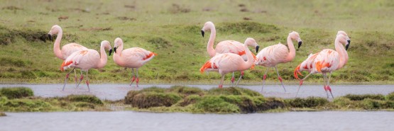 996A7684 Chilean Flamingo Seno skyring Tierra Fuego Chile