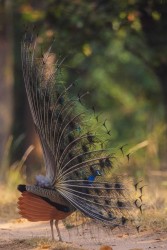 996A4682  Indian peafowl  Pavo cristatus   Kanha  India