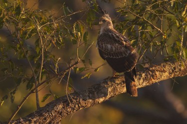 996A4930 Crested hawk eagle  Nisaetus cirrhatus   Kanha  India