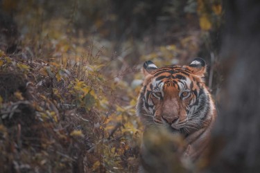 996A4961 Bengal Tiger Panthera tigris tigris   Kanha  India