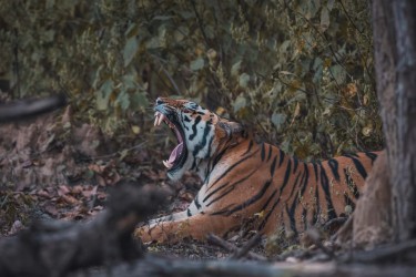 996A5115 Bengal Tiger  Panthera tigris tigris   Kanha  India