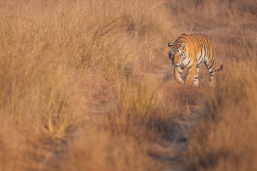 996A5222 Bengal Tiger  Panthera tigris tigris   Kanha  India