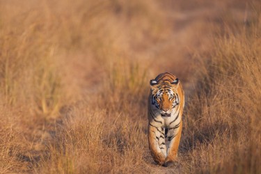 996A5262 Bengal Tiger  Panthera tigris tigris   Kanha  India