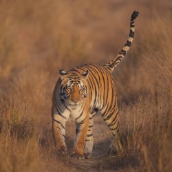 996A5278 Bengal Tiger  Panthera tigris tigris   Kanha  India