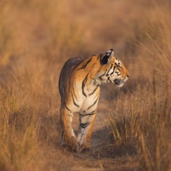 996A5284 Bengal Tiger  Panthera tigris tigris   Kanha  India