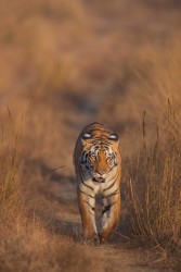996A5331 Bengal Tiger  Panthera tigris tigris   Kanha  India