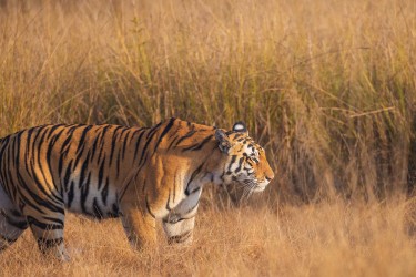 996A5351 Bengal Tiger  Panthera tigris tigris   Kanha  India
