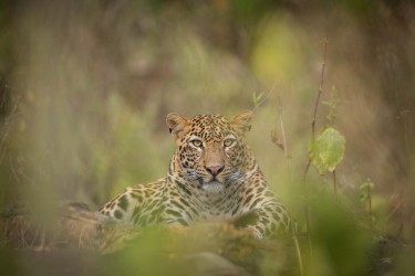 996A5496 Indian leopard  Panthera pardus fusca   Kanha  India