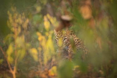 996A5519 Indian leopard  Panthera pardus fusca   Kanha  India