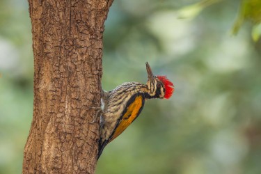 996A5551 Lesser flame back woodpecker  Dinopium benghalense   Kanha  India