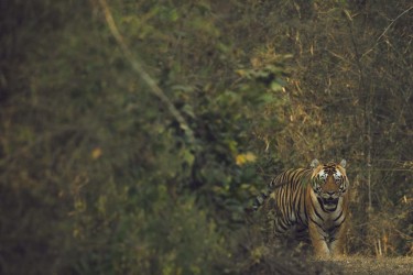 996A5608 Bengal Tiger  Panthera tigris tigris   Kanha  India