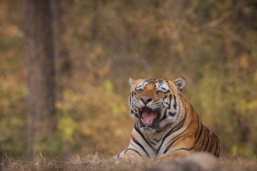 996A5668 Bengal Tiger  Panthera tigris tigris   Kanha  India