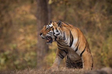 996A5673 Bengal Tiger  Panthera tigris tigris   Kanha  India