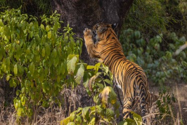 996A5858 Bengal Tiger  Panthera tigris tigris   Bandhavgarh  India