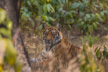 996A5888 Bengal Tiger  Panthera tigris tigris   Bandhavgarh  India