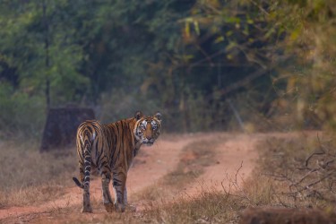996A6089 Bengal Tiger  Panthera tigris tigris   Bandhavgarh  India