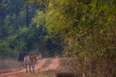 996A6100 Bengal Tiger  Panthera tigris tigris   Bandhavgarh  India