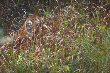 996A6110 Bengal Tiger  Panthera tigris tigris   Bandhavgarh  India