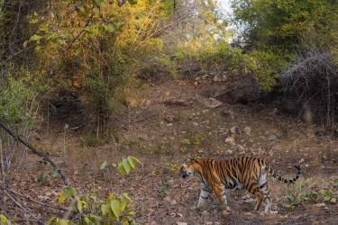 996A6122 Bengal Tiger  Panthera tigris tigris   Bandhavgarh  India