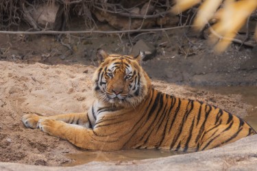 996A6341 Bengal Tiger  Panthera tigris tigris   Bandhavgarh  India