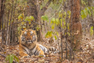 996A6475 Bengal Tiger  Panthera tigris tigris   Bandhavgarh  India