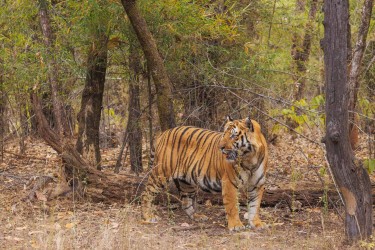 996A6501 Bengal Tiger  Panthera tigris tigris   Bandhavgarh  India