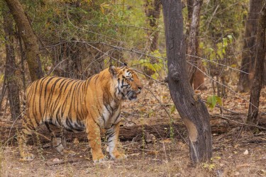 996A6513 Bengal Tiger  Panthera tigris tigris   Bandhavgarh  India