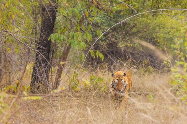 996A6517 Bengal Tiger  Panthera tigris tigris   Bandhavgarh  India