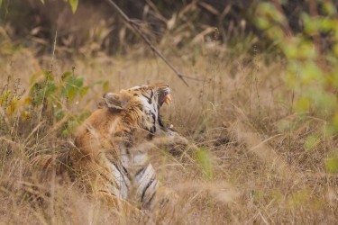 996A6543 Bengal Tiger  Panthera tigris tigris   Bandhavgarh  India