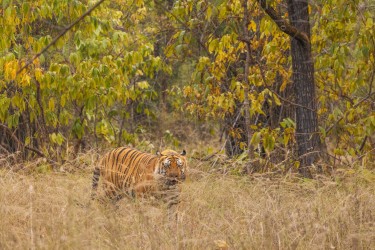 996A6563 Bengal Tiger  Panthera tigris tigris   Bandhavgarh  India
