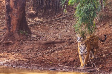 996A6878 Bengal Tiger  Panthera tigris tigris   Bandhavgarh  India