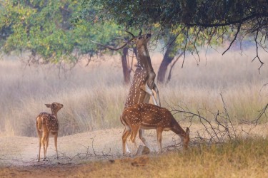 996A7141 Spotted Deer  Axis axis   Panna  India