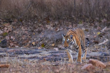 996A7286 Bengal Tiger  Panthera tigris tigris   Panna  India