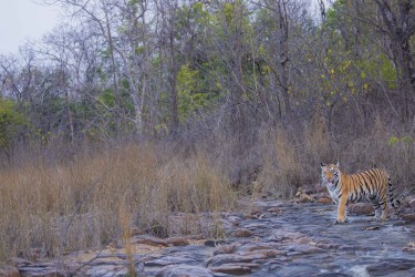 996A7384 2 Bengal Tiger  Panthera tigris tigris   Panna  India