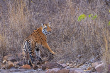 996A7390 Bengal Tiger  Panthera tigris tigris   Panna  India