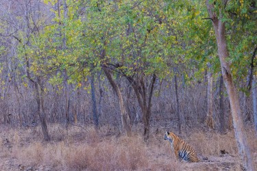 996A7398 Bengal Tiger  Panthera tigris tigris   Panna  India