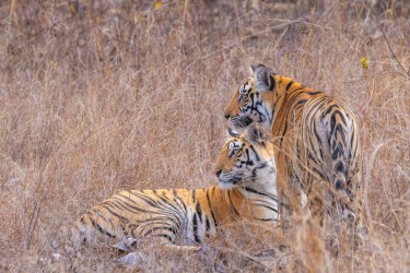 996A7480 Bengal Tiger  Panthera tigris tigris   Panna  India